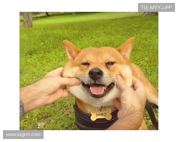 暖心陪伴，我的私人专属治愈师——宠物，点亮生活的多彩篇章